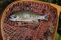 2012_05062012GW0128.JPG