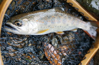 2012_05062012GW0137.JPG